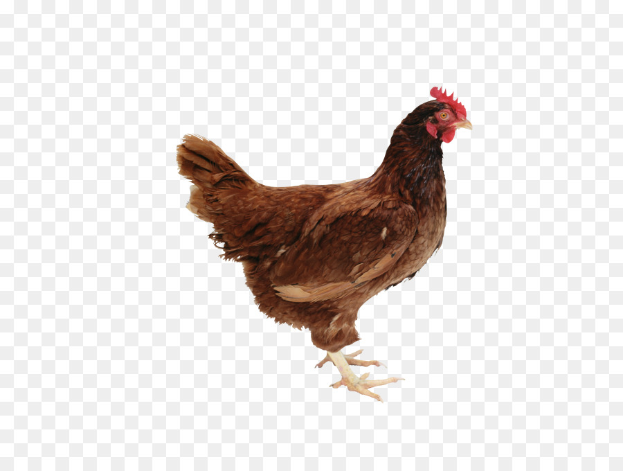 Tavuk，Gıda PNG