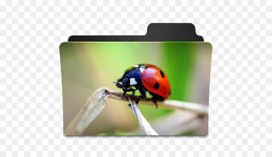 Bilgisayar Simgeleri，Ladybird Böceği PNG