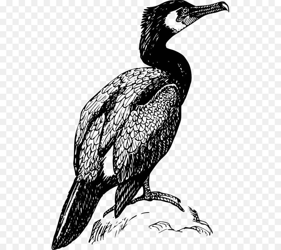 Karabatak，Kuş PNG