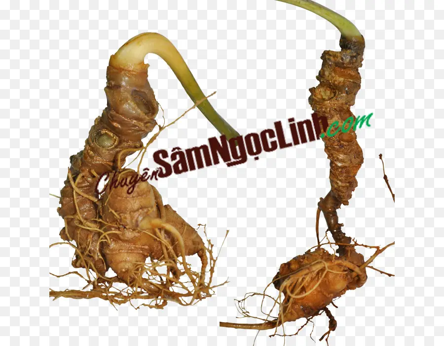 Ginseng Kökü，Kök PNG