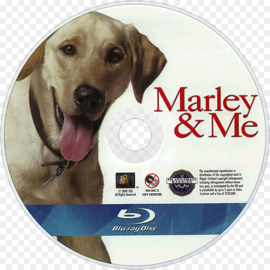 Labrador Retriever，Dünyanın En Kötü Köpek Marley Bana Hayat Ve Aşk PNG