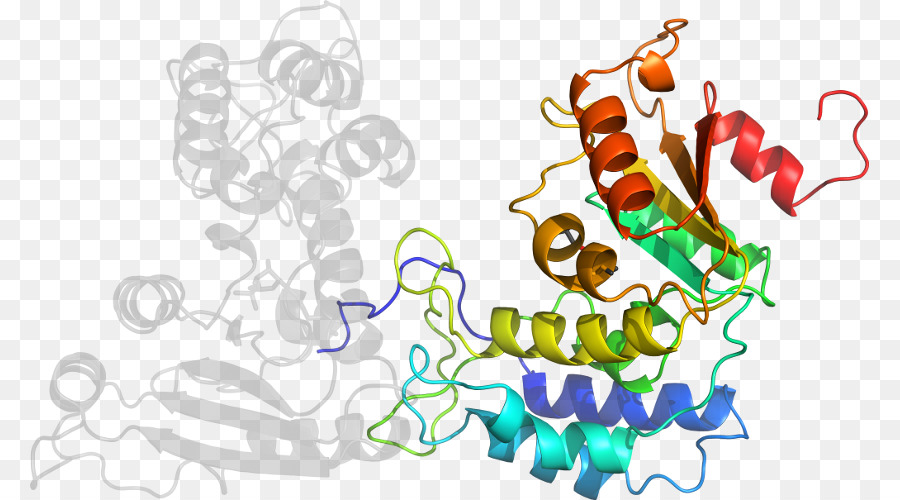 Protein Yapısı，Molekül PNG