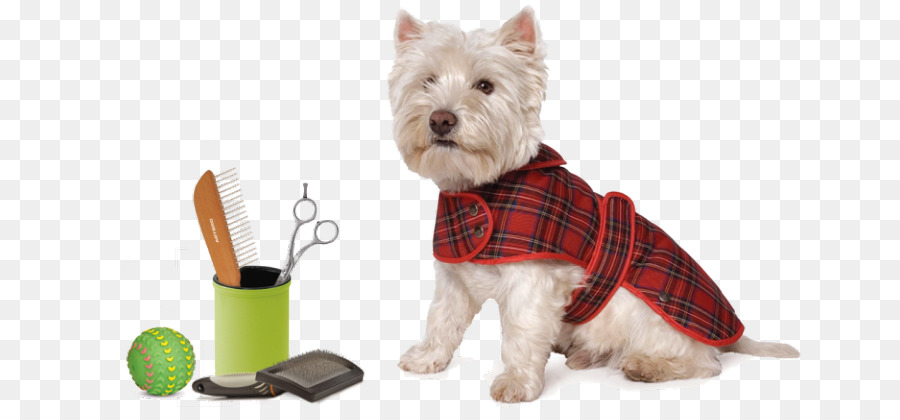 Köpek ırkı，West Highland Beyaz Terrier PNG