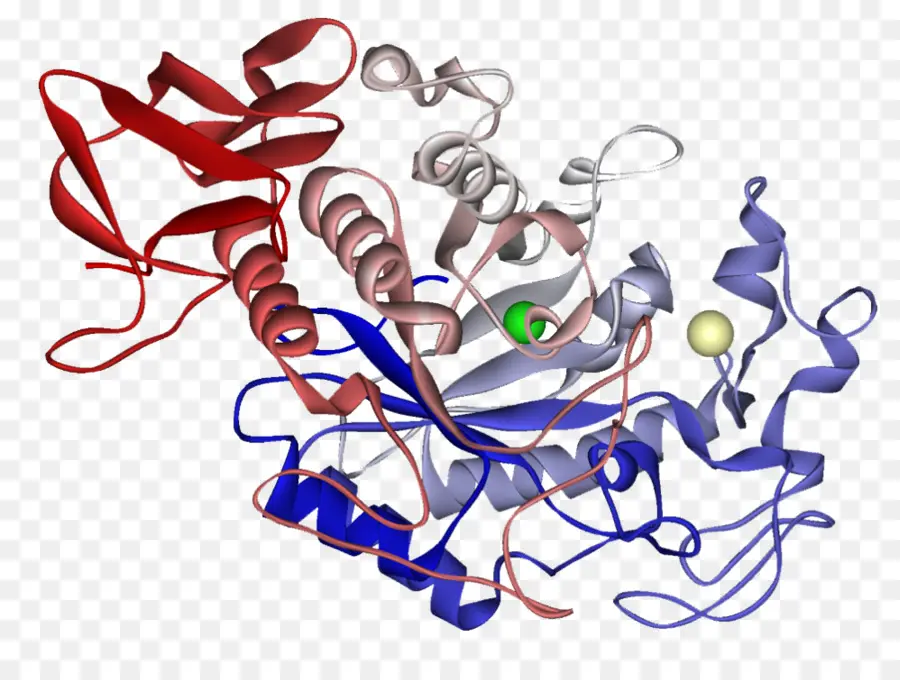 Protein Yapısı，Molekül PNG