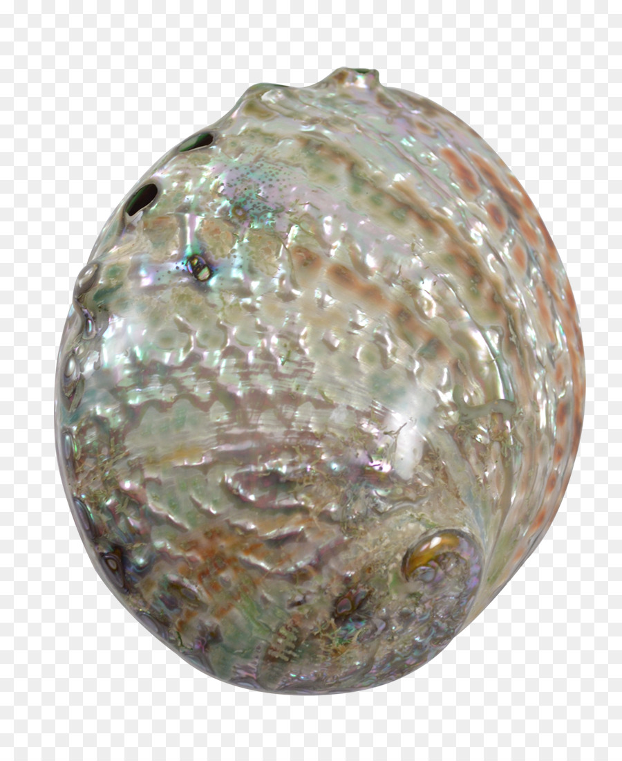 Abalone，Taş PNG