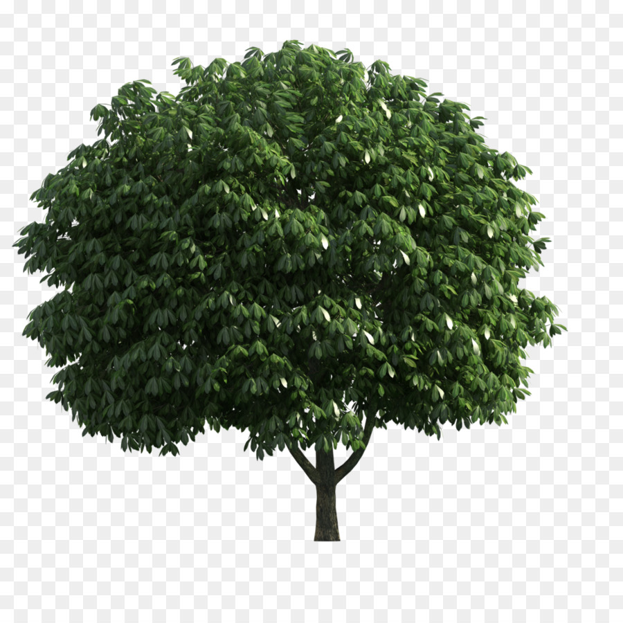 Şube，Ağaç PNG