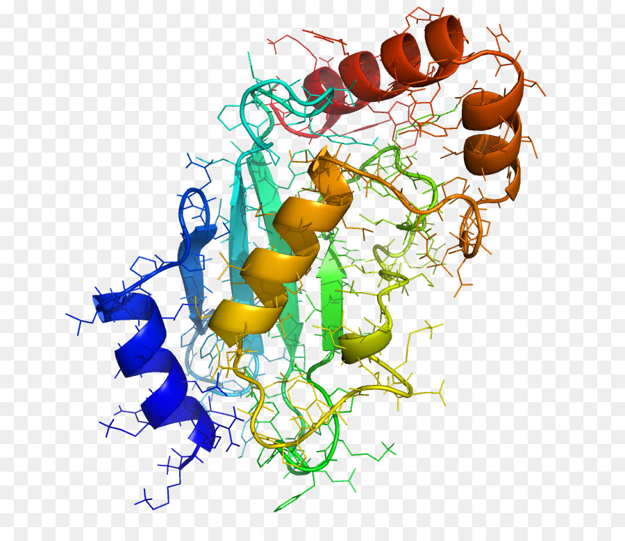 Protein Yapısı，Molekül PNG