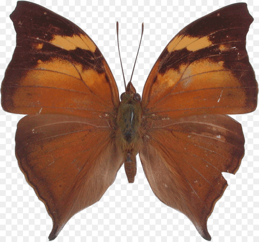 Kelebek，Pieridae PNG