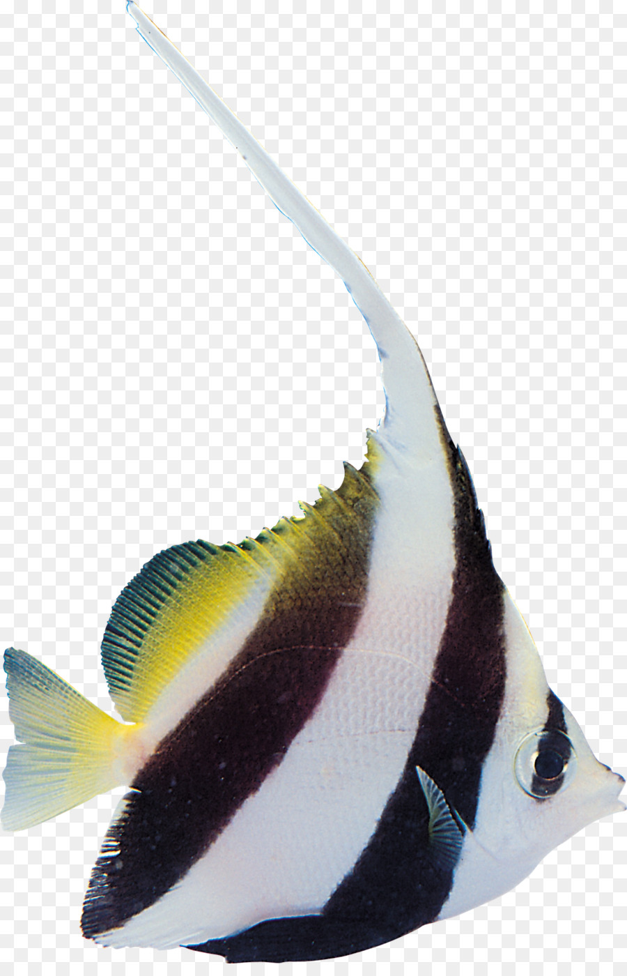 Balık，Yakiniku PNG