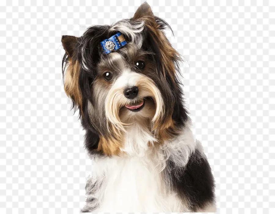 Köpek，Evcil Hayvan PNG