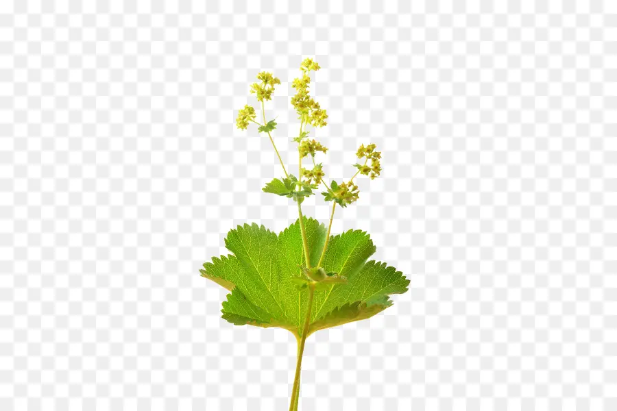 Alchemilla Vulgaris，Fotoğraf PNG