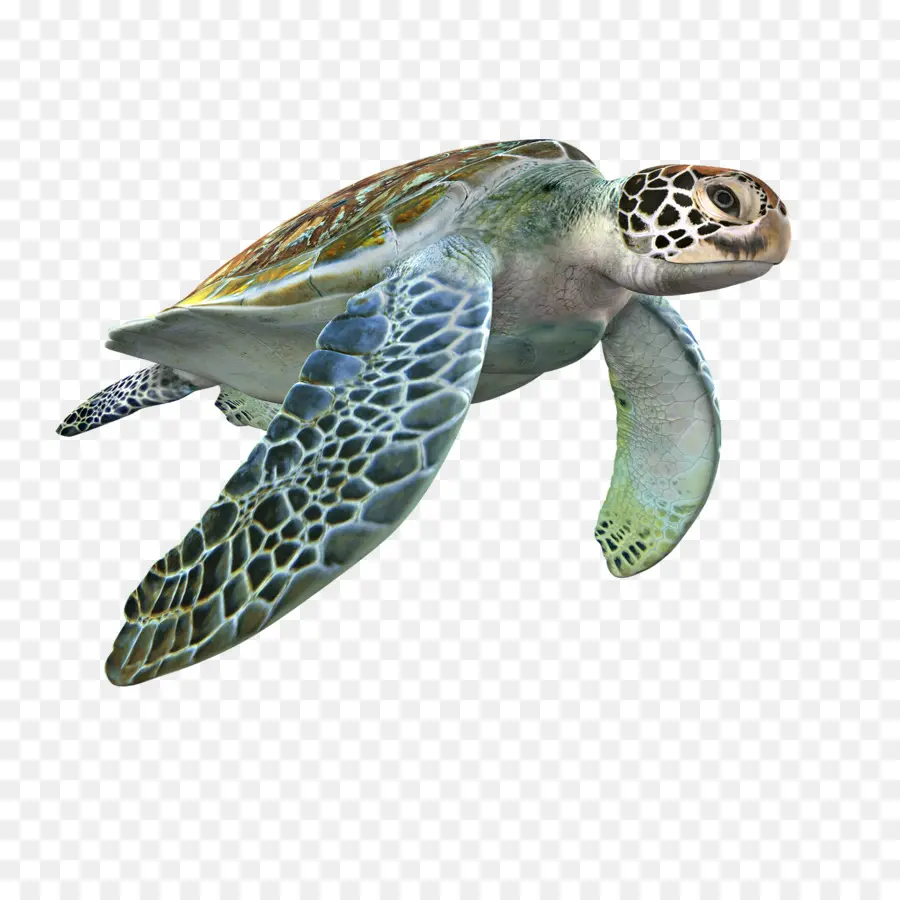 Deniz Kaplumbağası，3d Modelleme PNG