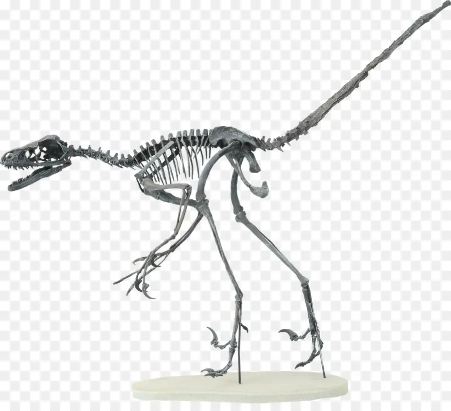 Velociraptor，Bambiraptor PNG
