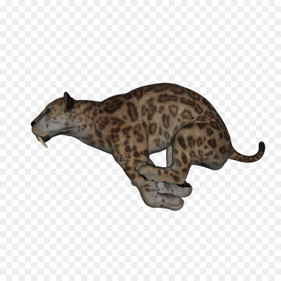 Leopar，Kedi PNG