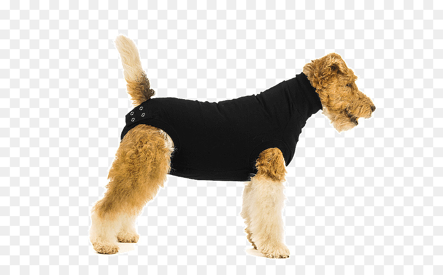 Kazaklı Köpek，Kazak PNG