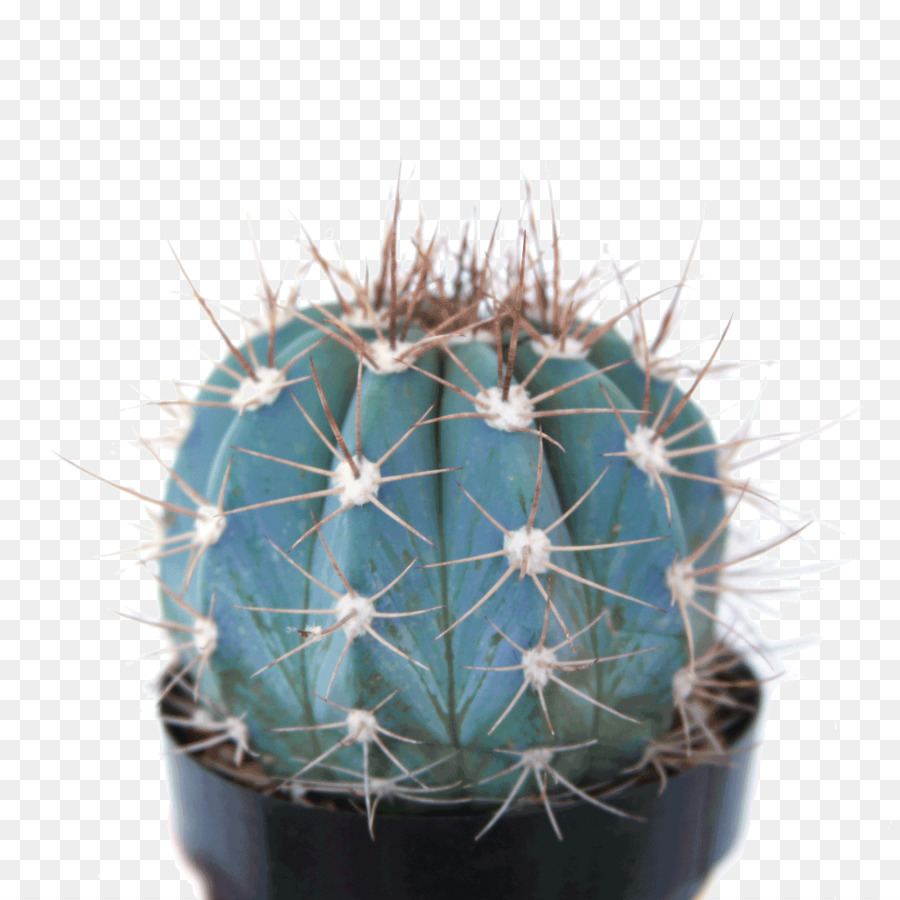 Toprak，Cactaceae PNG