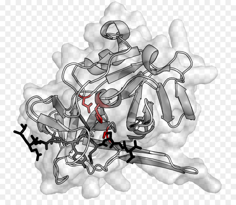 Protein Yapısı，Molekül PNG