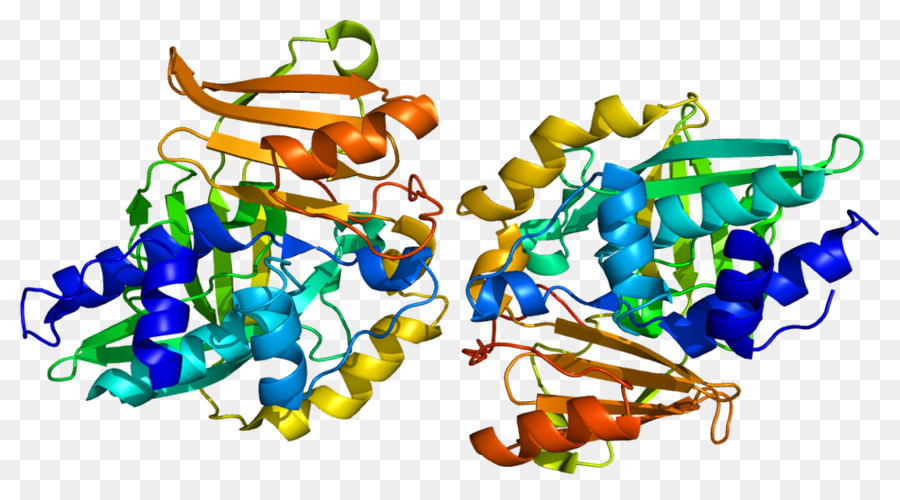 Protein Yapısı，Molekül PNG