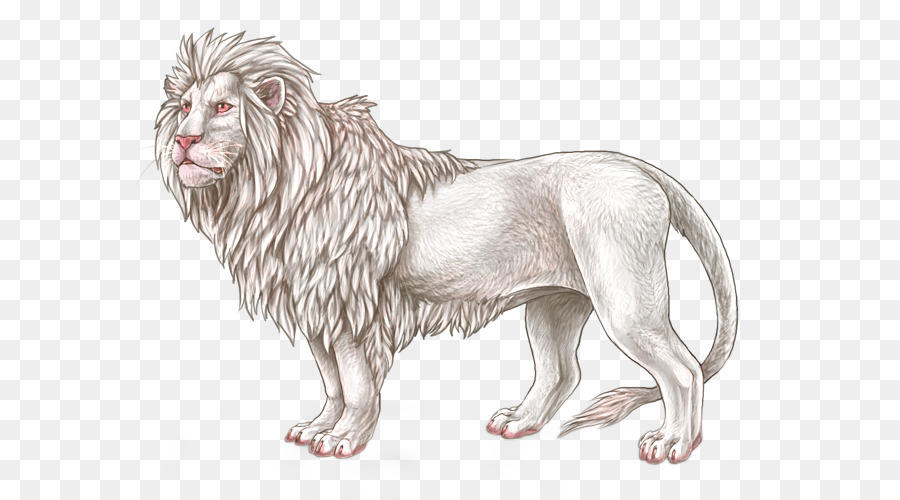 Aslan，Büyük Kedi PNG