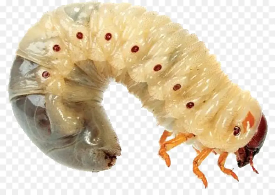 Larva，Kurtçuk PNG