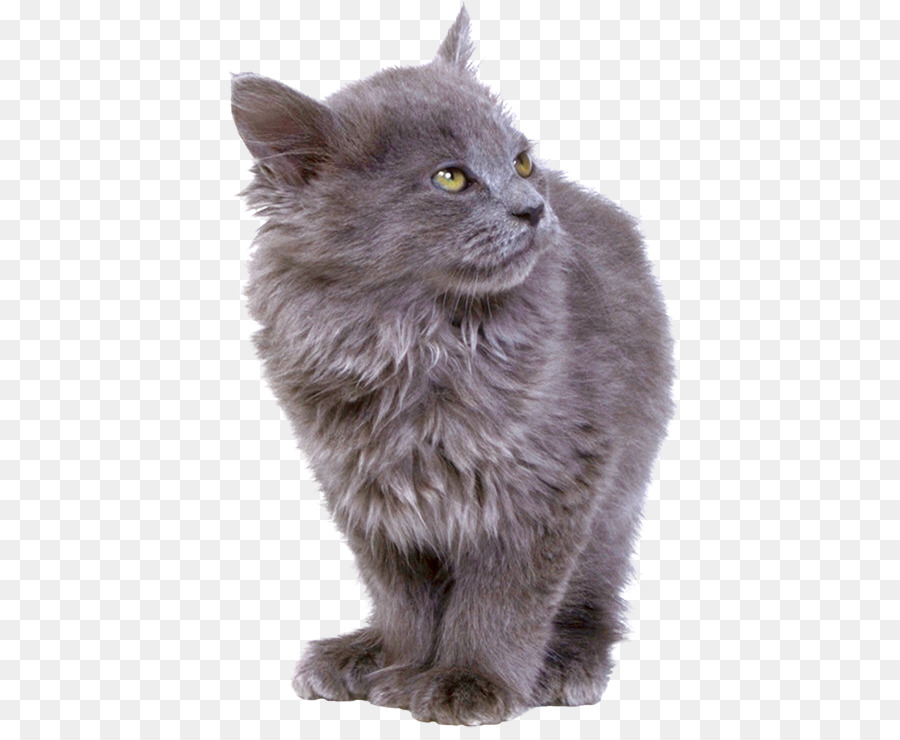 Asya Semilonghair，Sibirya Kedi PNG