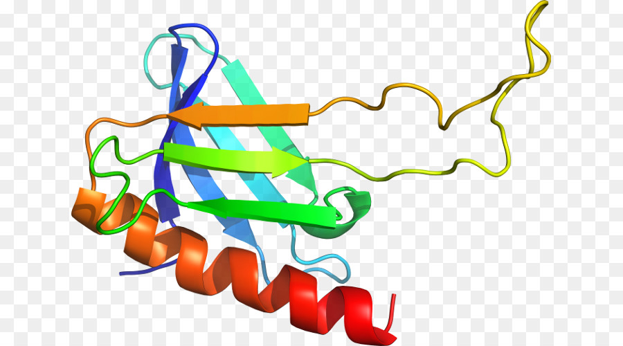 Protein，Molekül PNG