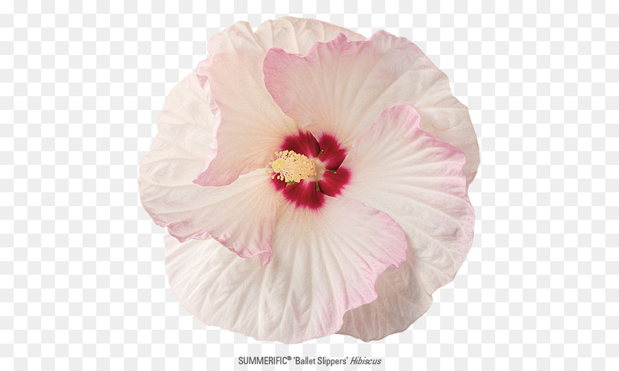 Rosemallows，Gül Ailesi PNG