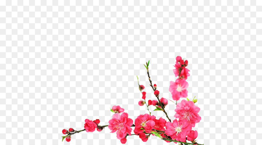 çiçeği，Kiraz çiçeği PNG