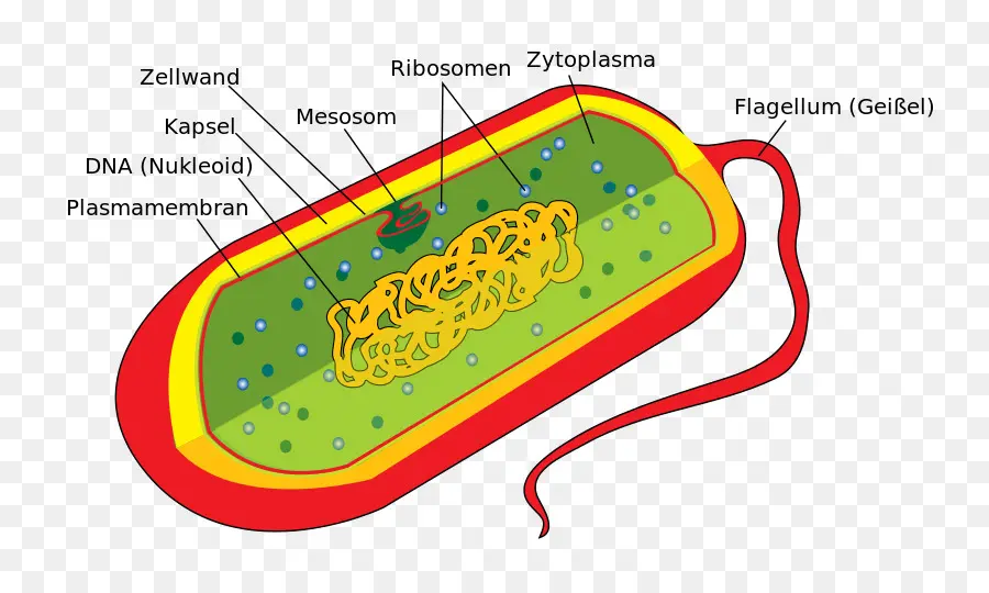 Bakteri，Hücre PNG