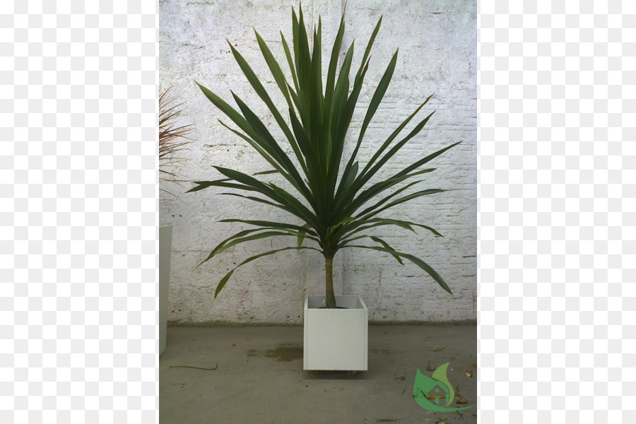 Arecaceae，Saksı PNG