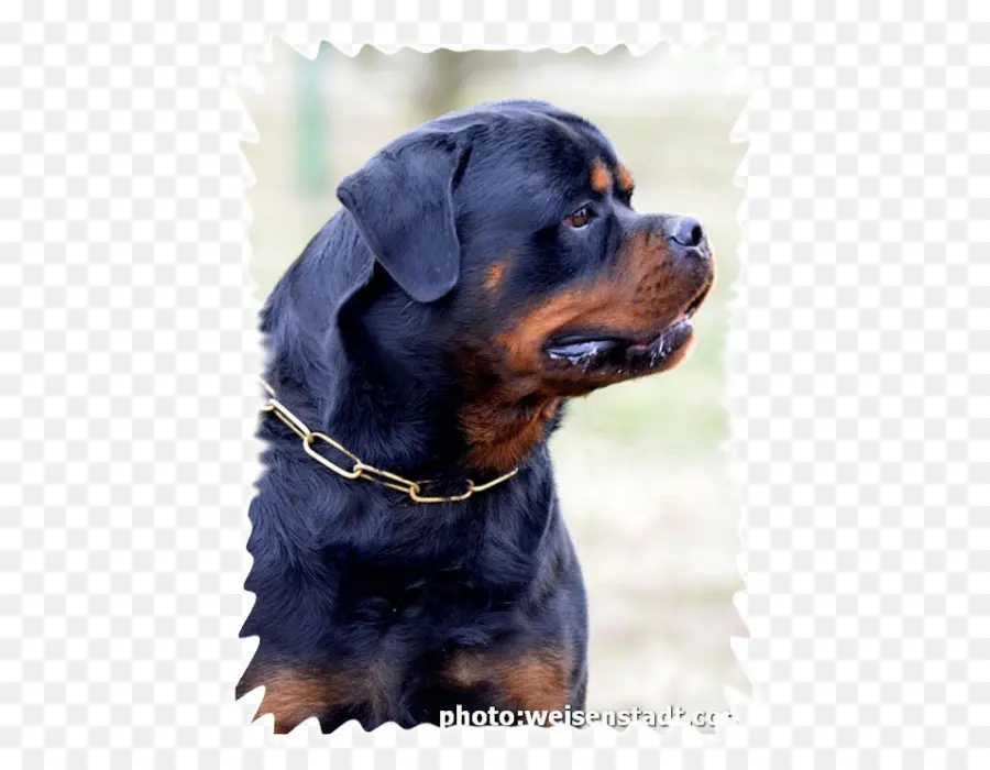 Rottweiler，Evcil Hayvan PNG