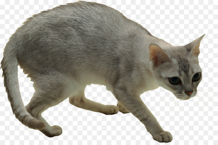 Kedi，Evcil Hayvan PNG