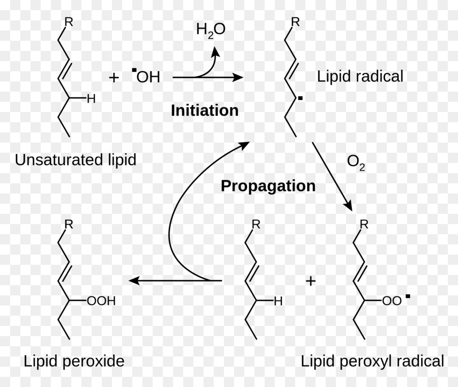 Lipid Peroksidasyonu，Radikaller PNG