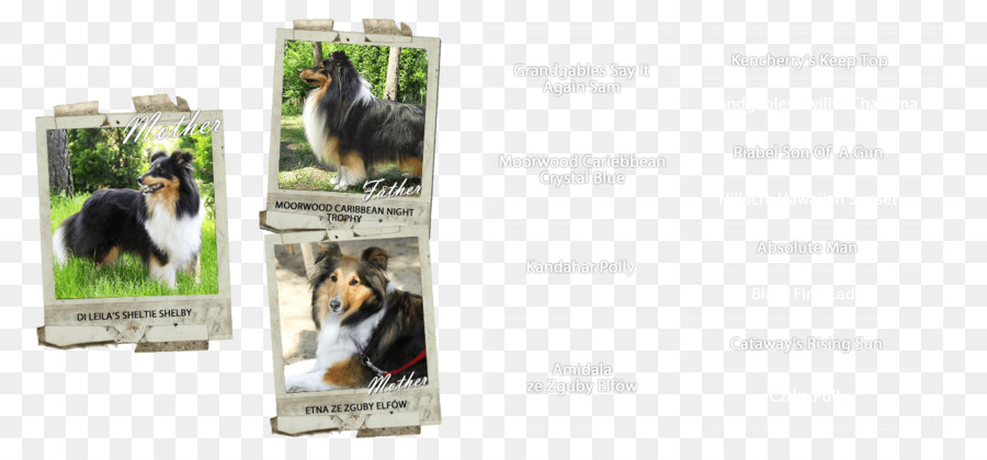 Köpek，Reklam PNG