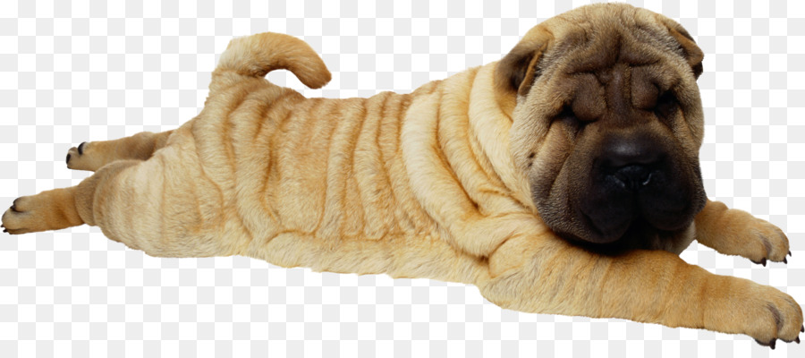 Shar Pei Köpeği，Evcil Hayvan PNG