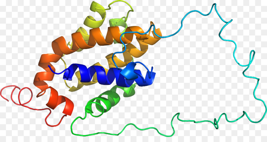 Protein Yapısı，Molekül PNG