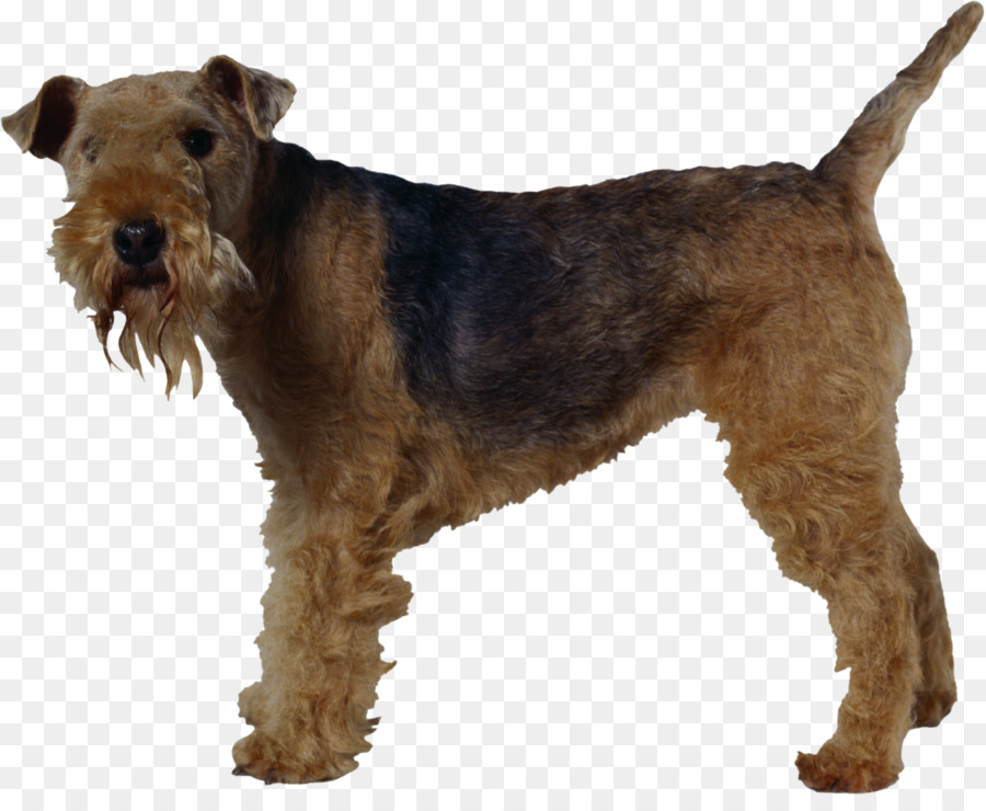 Airedale Teriyeri，Kahverengi PNG