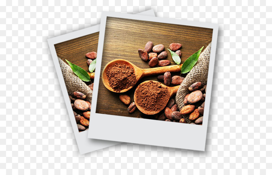 Kakao çekirdeği，Kakao Ağacı PNG