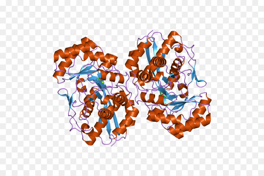 Protein Yapısı，Molekül PNG