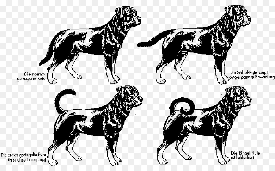 Rottweiler，Pitbull Köpeği PNG