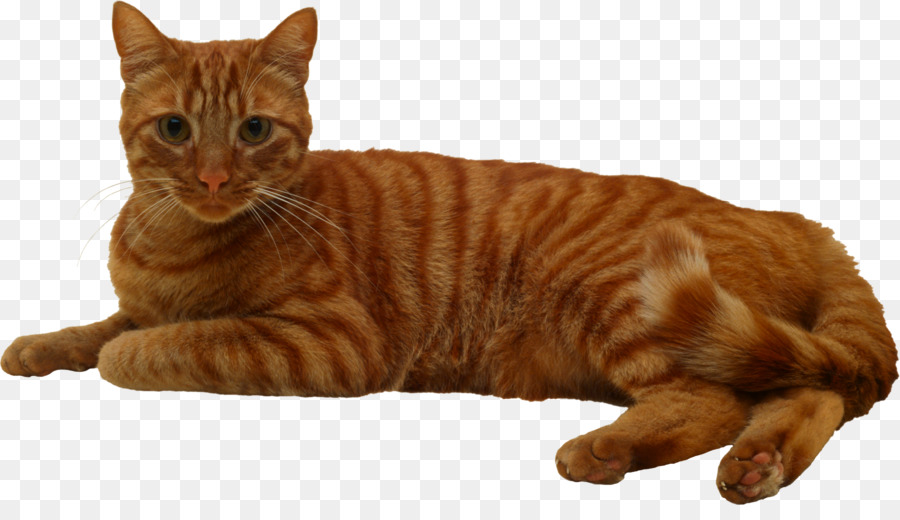 Uyuyan Kedi，Dinlenme PNG