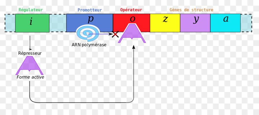 Grafik Tasarım，Marka PNG