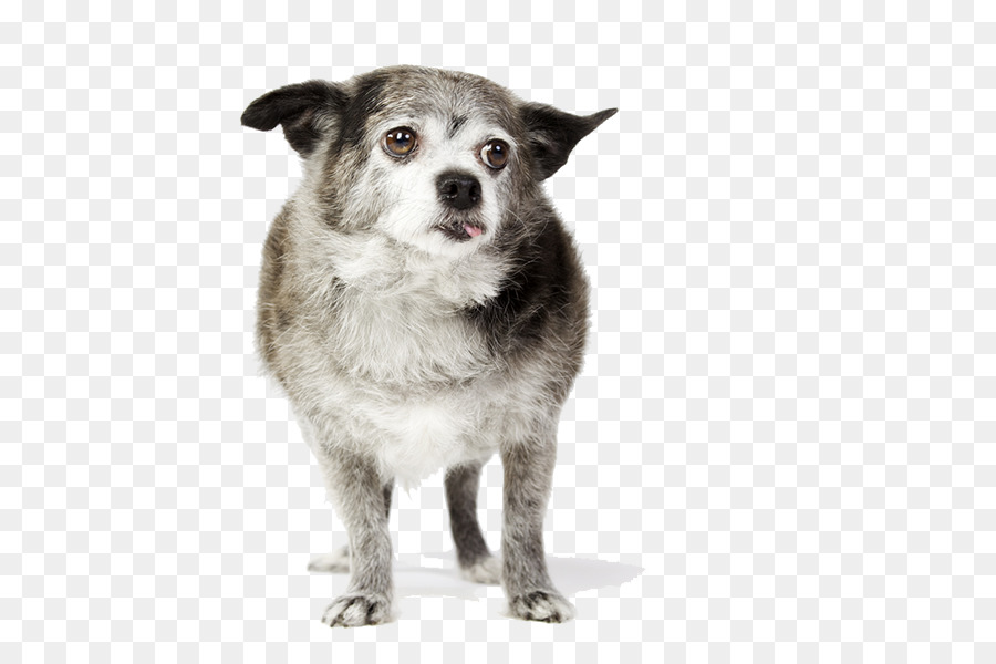 Köpek ırkı，Köpek PNG