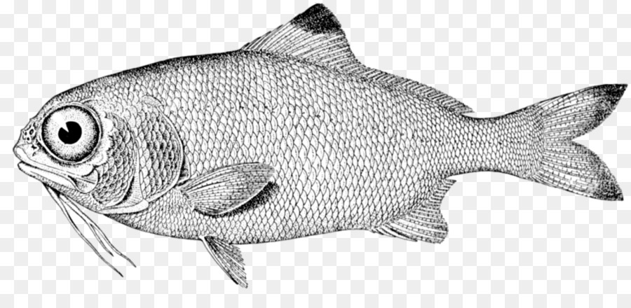 Balık，Kağıt PNG