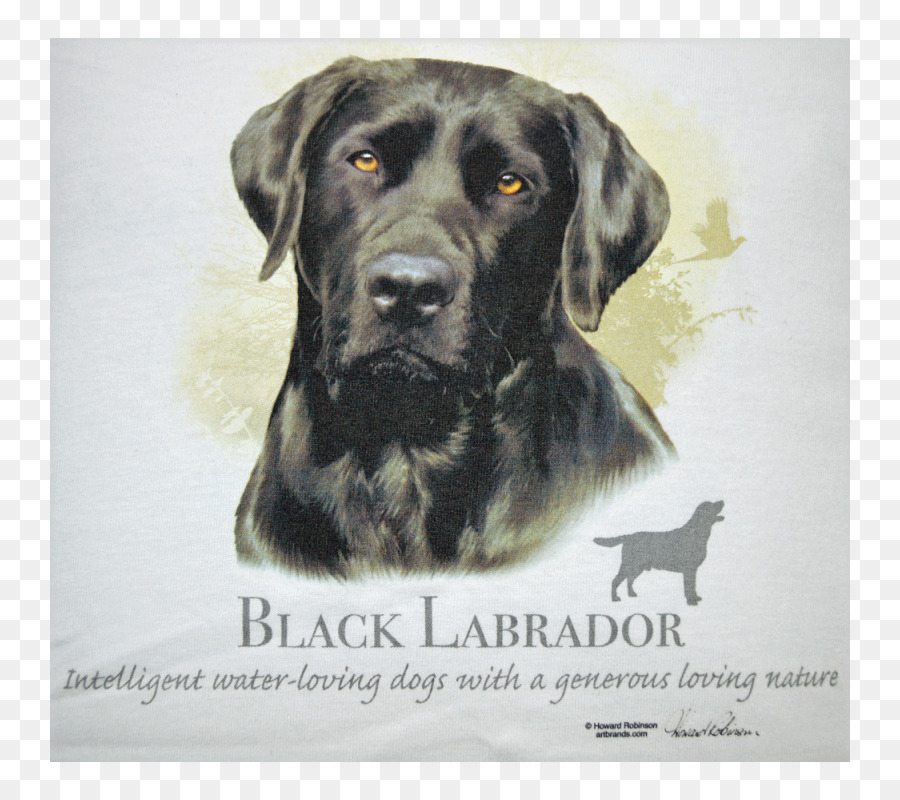 Labrador Retriever，Köpek Yavrusu PNG