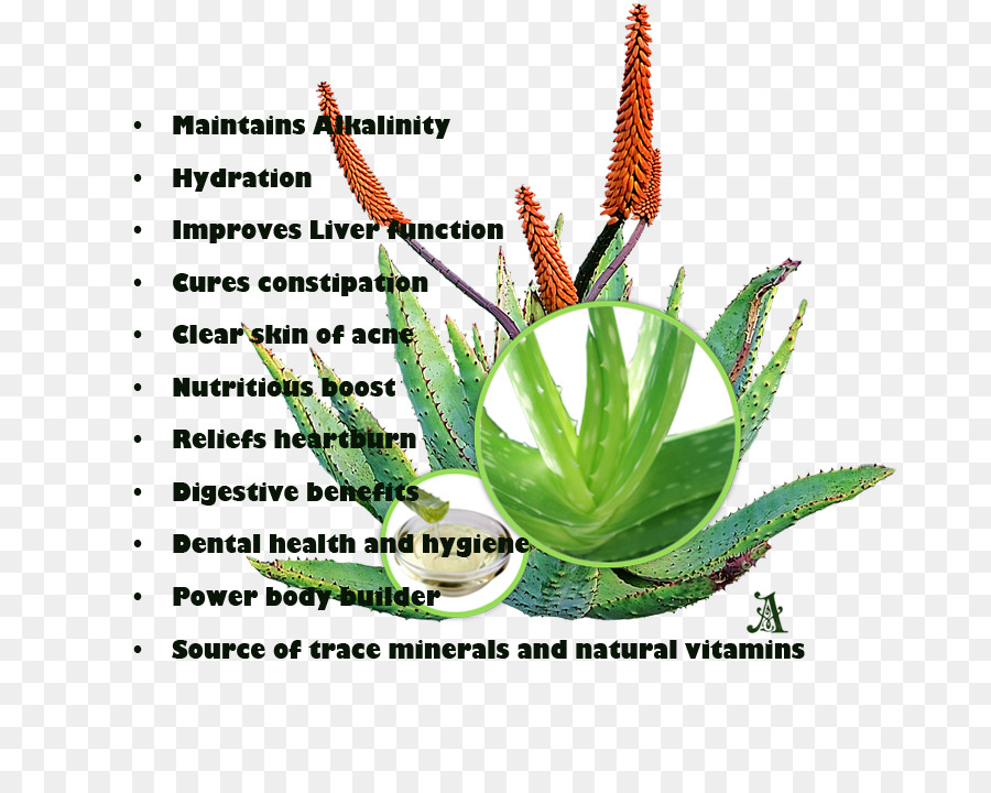 Bitki Kök，Aloe Vera PNG