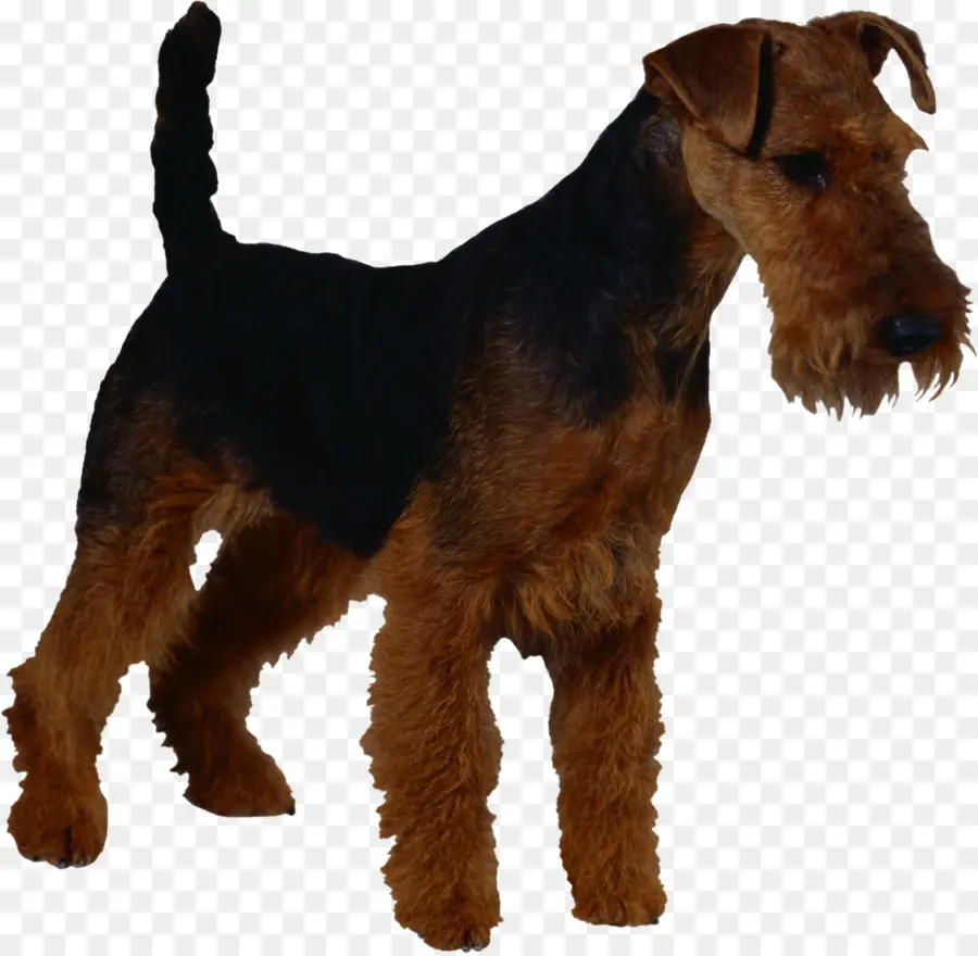 Airedale Teriyeri，Kahverengi PNG