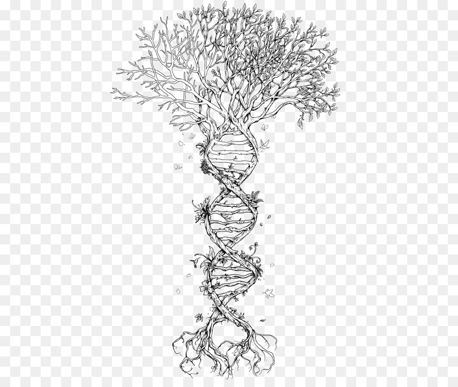 hayat-n-family-tree-dna-a-ac-genetik-a-a-effaf-png-g-r-nt-s