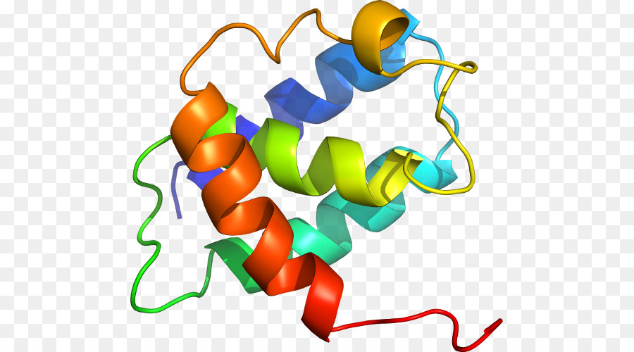 Protein Yapısı，Molekül PNG