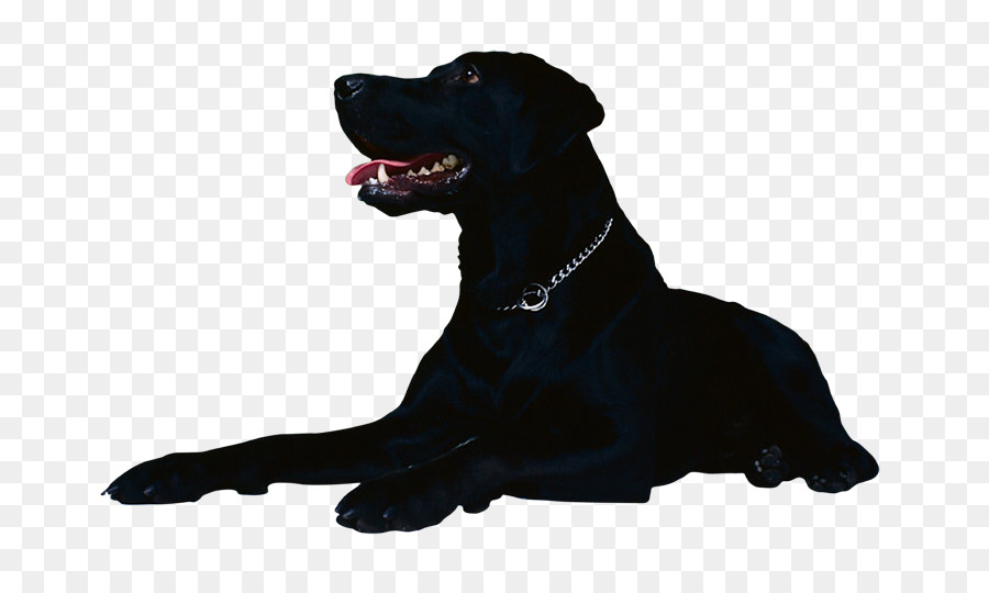 Labrador Retriever，Yassı Kaplı Retriever PNG